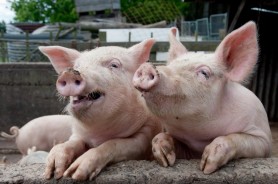 Sanosil programa kiaulių ir galvijų fermų dezinfekcijai