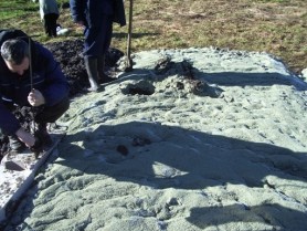 Sewage sludge management by ZeoVit sorbent-zeolite