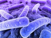 legionella-bacteria