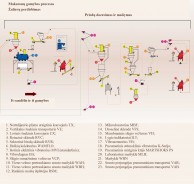 Įrengimai naudojami makaronų gamybos procese 2